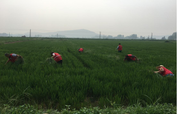 萧县官桥镇：助力稻田除草，展志愿服务担当